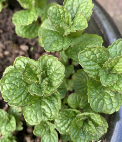 Tashkent Mint - Image 3