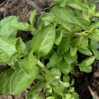 Pennyroyal Upright Mint