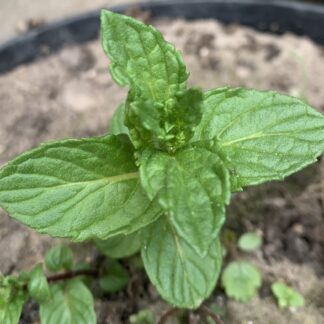 Vietnamese Mint