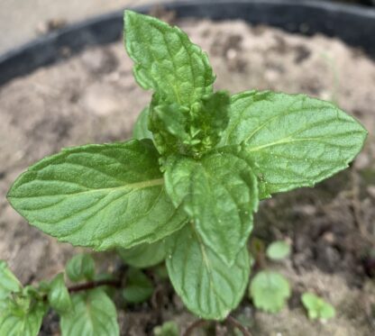 Vietnamese Mint