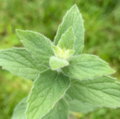 Yakima Chewing Gum Mint - Image 2