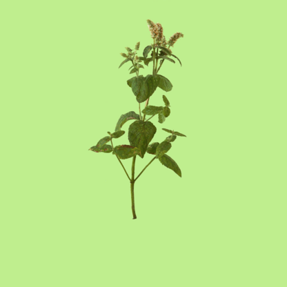 Atlas Mountains Mint
