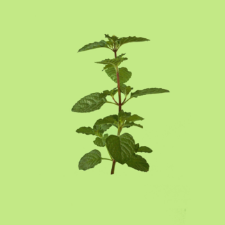 Blackcurrant Mint