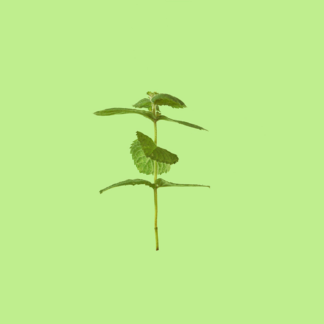 Bowles Mint