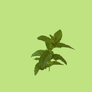 Horse Mint