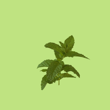 Horse Mint