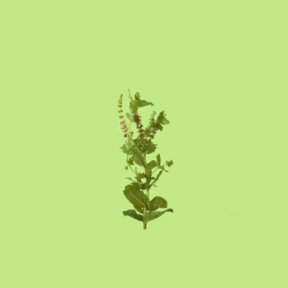 Camphor Mint