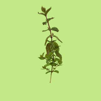 Chocolate Mint