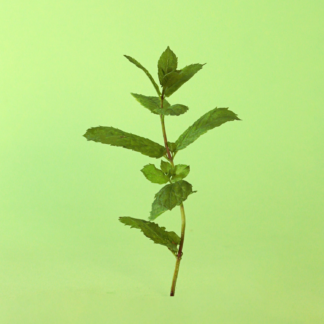 Spearmint (Aka As Viridia, Cordifolia, Sachalinensis)