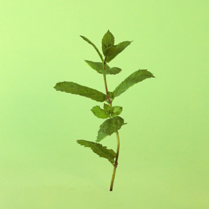 Spearmint (Aka As Viridia, Cordifolia, Sachalinensis)