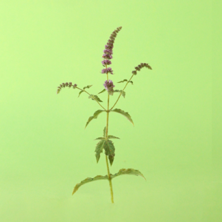 Cretan Horse Mint