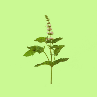 Dahurian Thyme