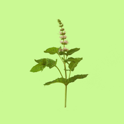 Dahurian Thyme