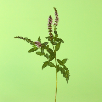 Dalmation Mint