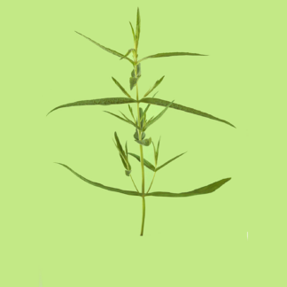 Eastern Mint (Jekkas Call It Desert Mint)