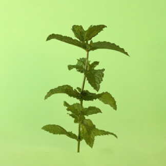 English Lamb Mint