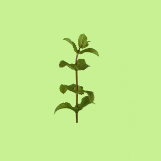 Granada Orange Mint
