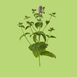 Grapefruit Mint