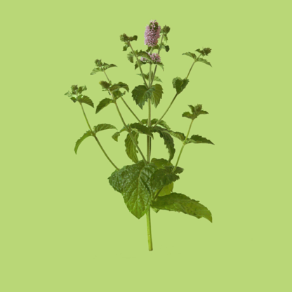 Grapefruit Mint
