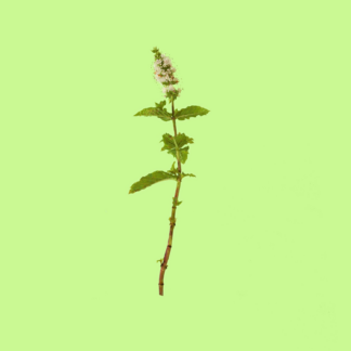 Kentucky Colonel Mint