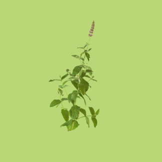 Azerbaijan Horsemint