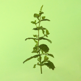 Lake Van Mint