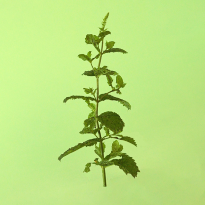 Lake Van Mint