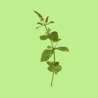 Guernsey Mint Or Le Boues