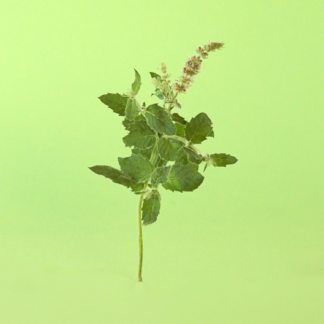 Mandarin Mint