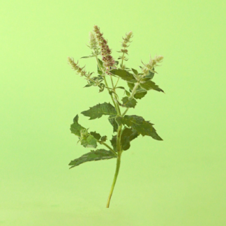 Mexican Mint