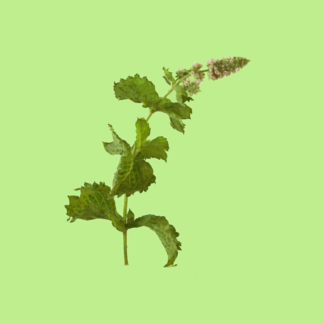 Mojito Mint