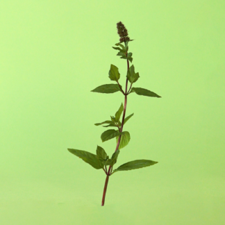 Nevis Mint