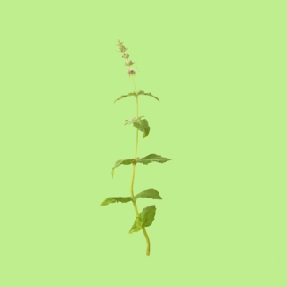 Polynesian Mint