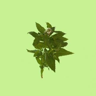 Portugese Mint