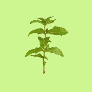 Russian Plain Leaf Mint