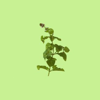 Spanish Mint