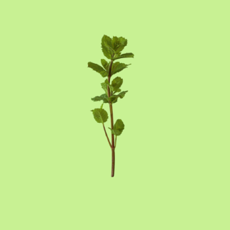 Stavordale Mint