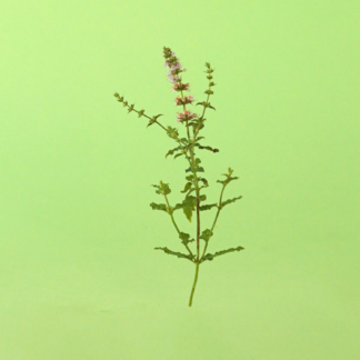Strawberry Mint