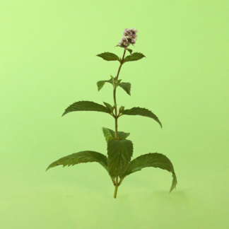 Swiss Mint