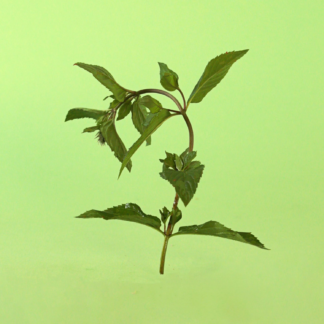 Tangerine Mint