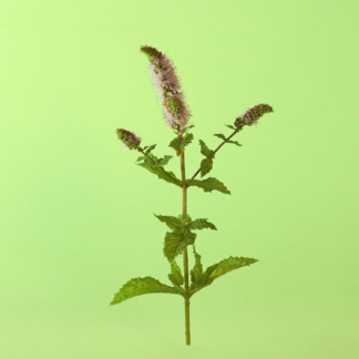 Tashkent Mint