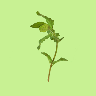 Fig Mint, Aka Hairy Mint