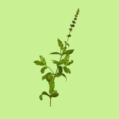 Turkish Green Mint