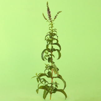 Verbena Mint