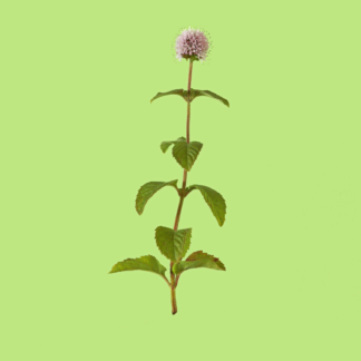 Water Mint