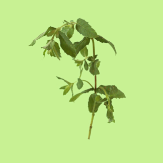 Yakima Chewing Gum Mint